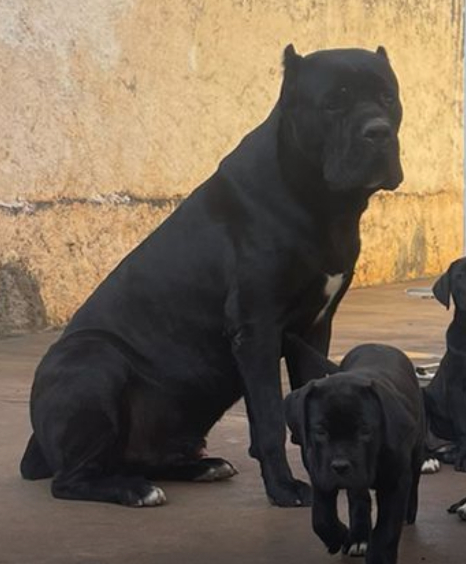 Macho e fêmea de Cane Corso - Foto 1