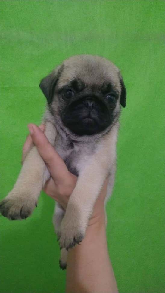Vendo lindos filhotes de cachorros da raça pug Macho - Foto 1