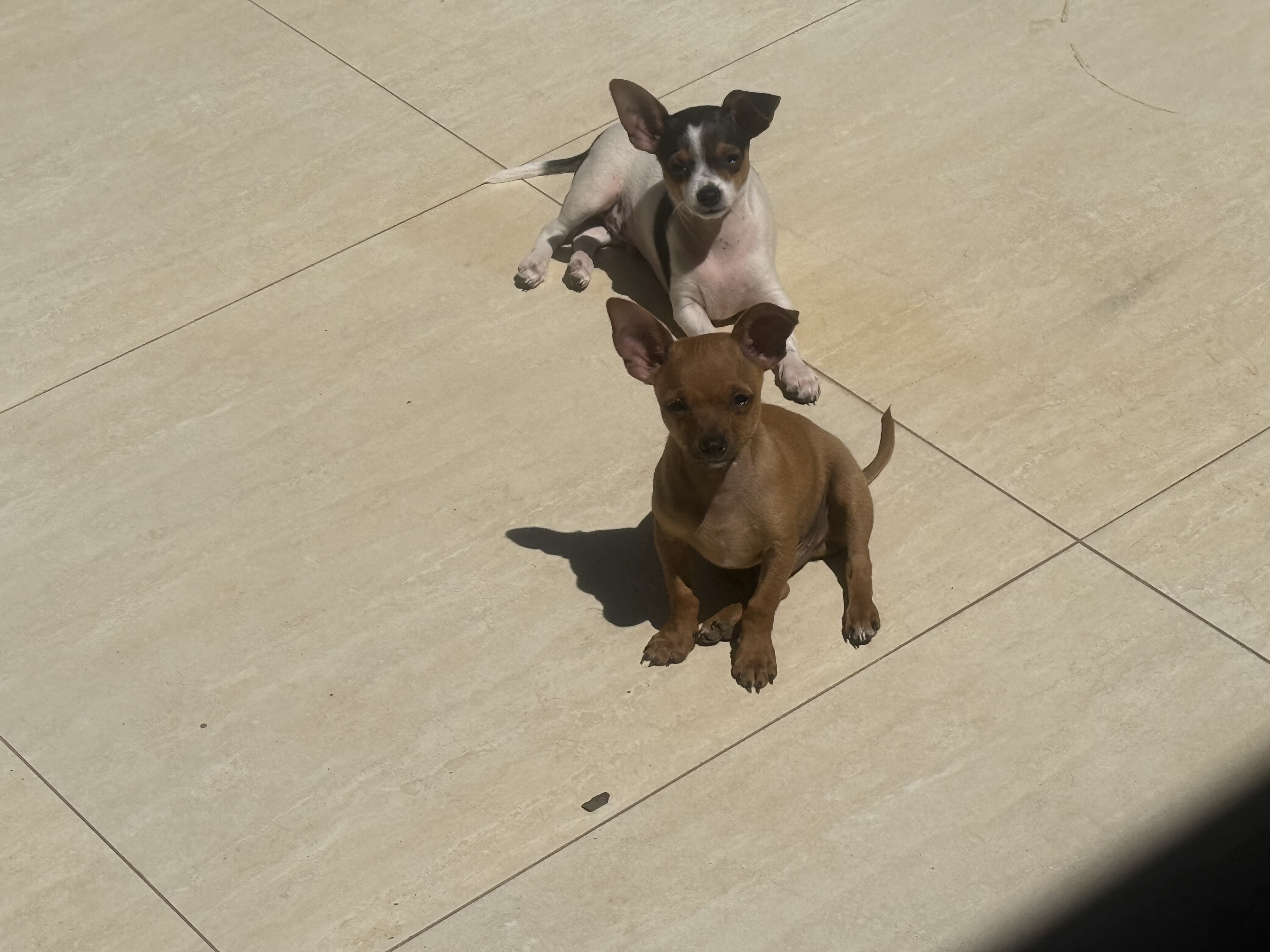 Filhote pinscher - Foto 1
