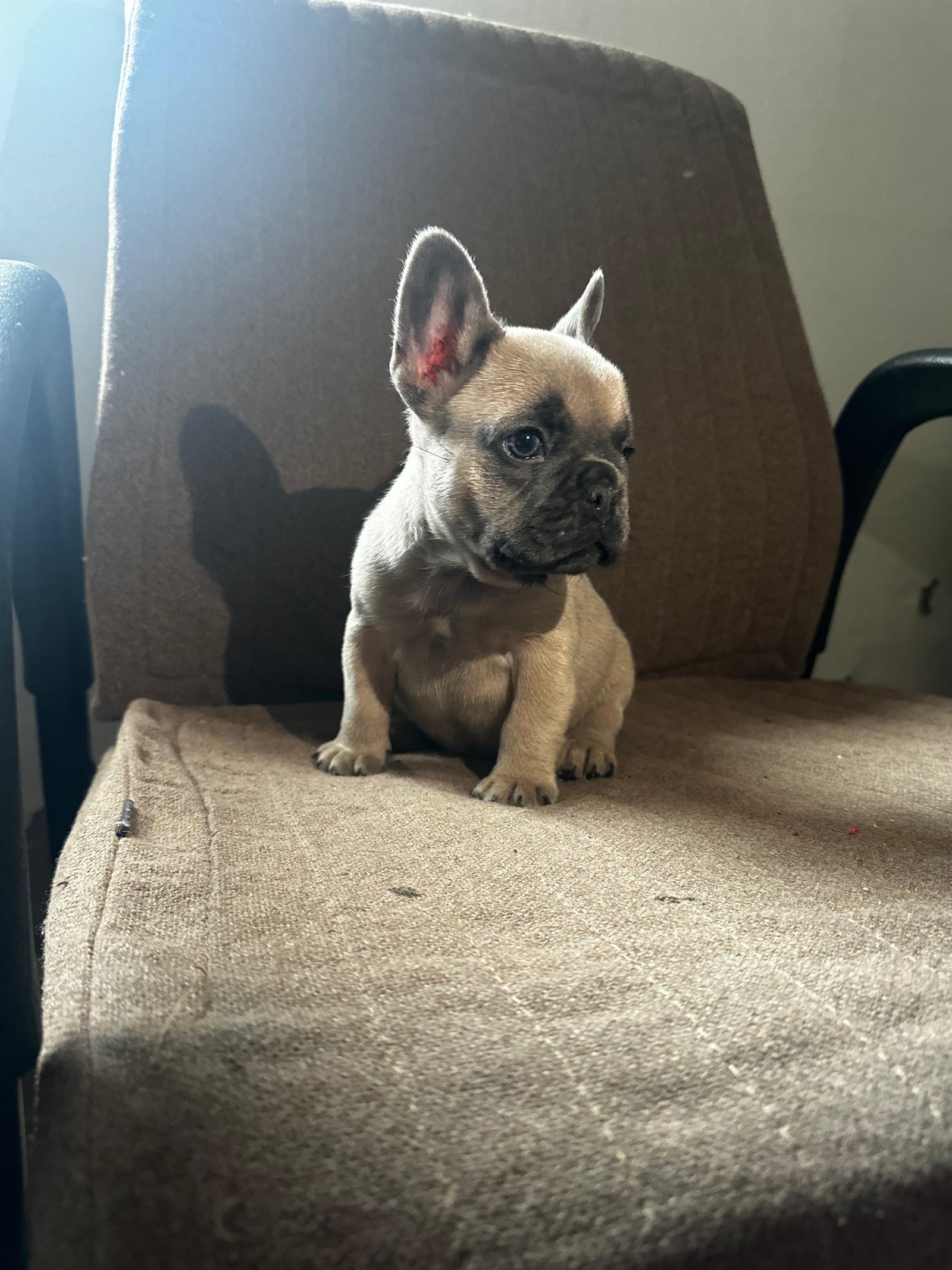 Buldogue francês  - Foto 2