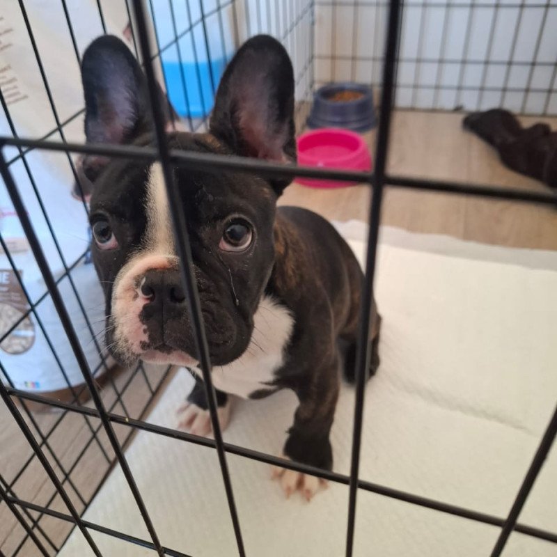 Filhote bulldog frances macho - Foto 2