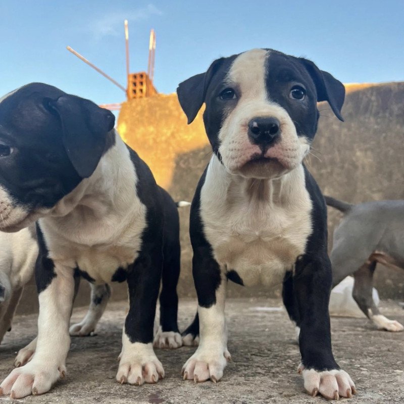 Lindas fêmeas de American bully - Foto 2