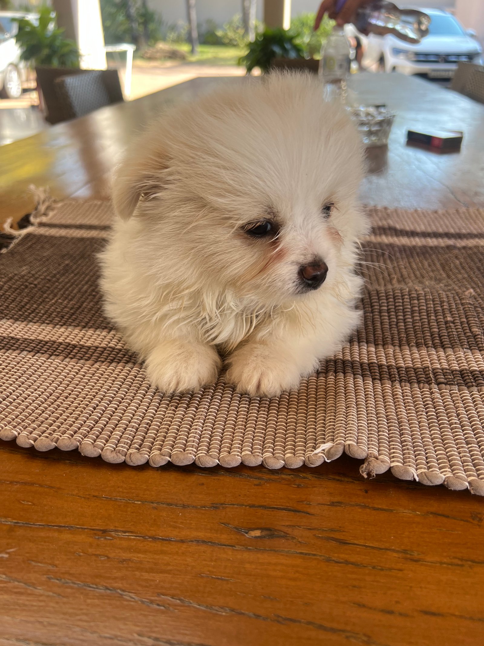 Lhasa Apso - Foto 1