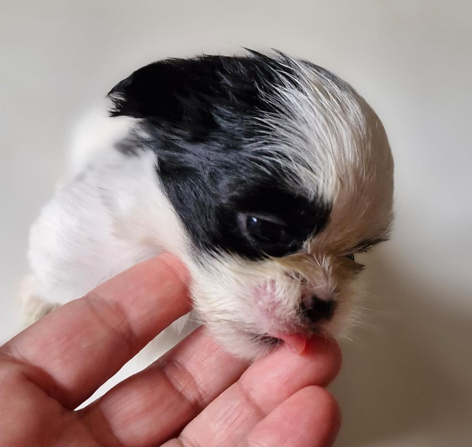 filhote de shih tzu (fêmea)  - Foto 2