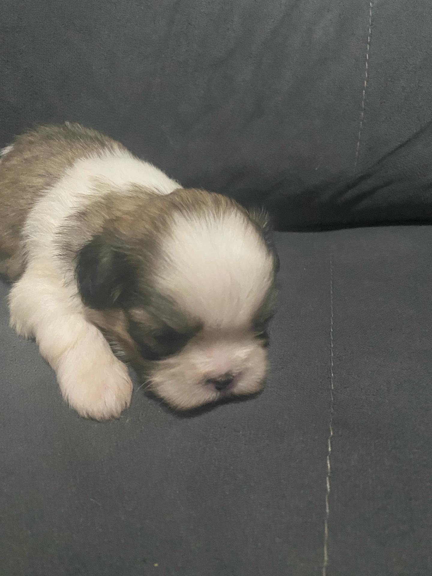 Filhotes lindos  - Foto 4