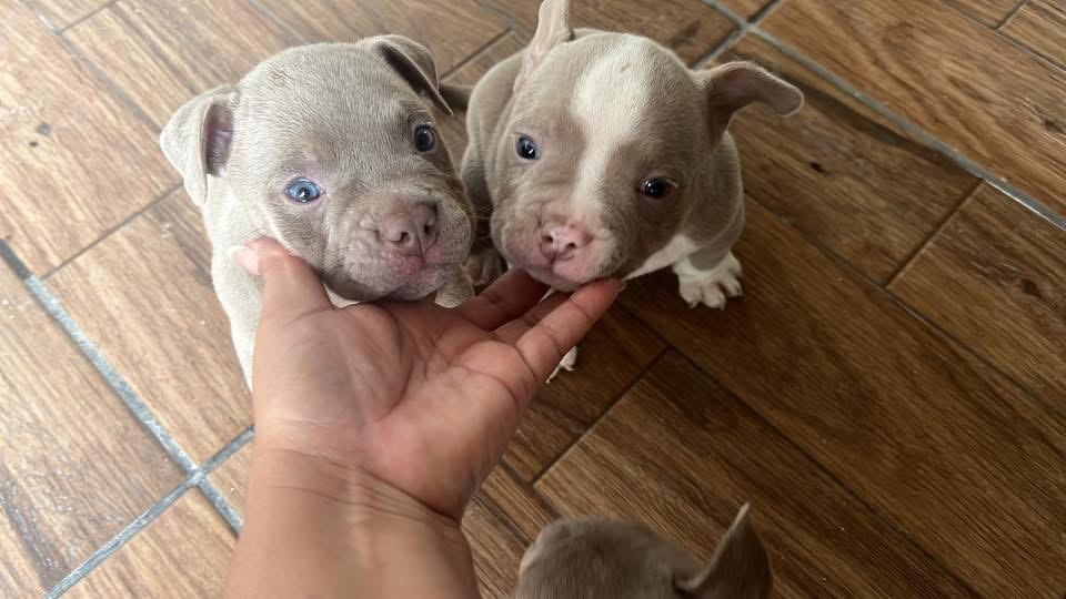 American Bully - Foto 1