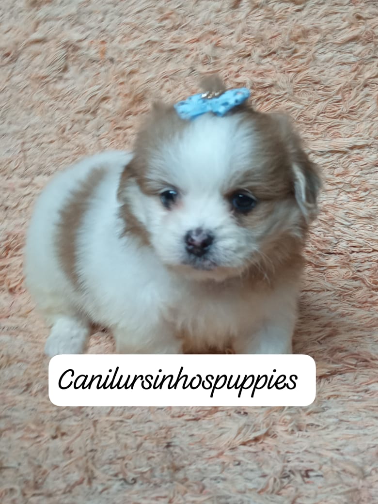 lhasa apso garanta hoje seu bebe #canilursinhospuppies  - Foto 5