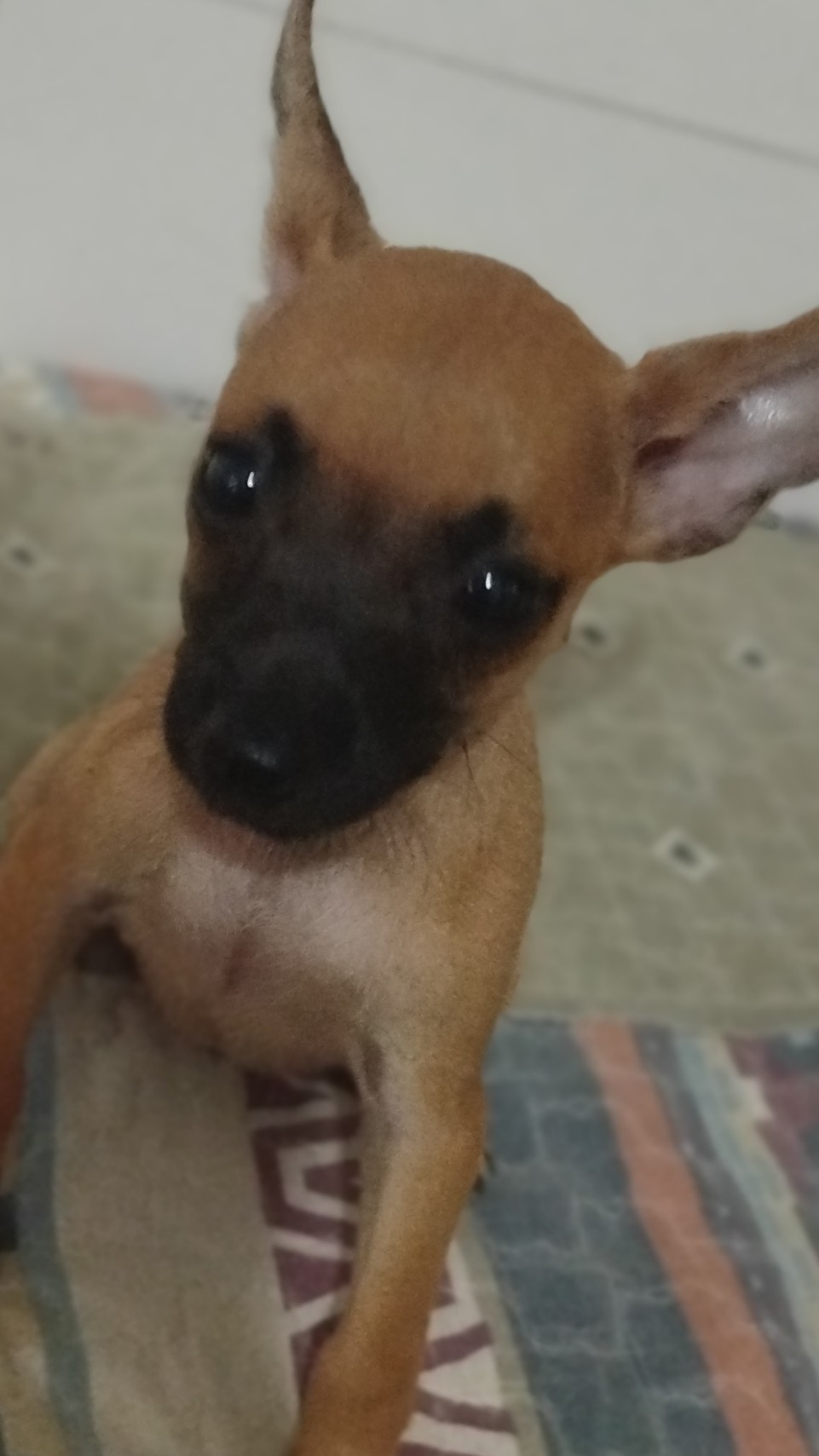 Pinscher número 1 - Foto 1