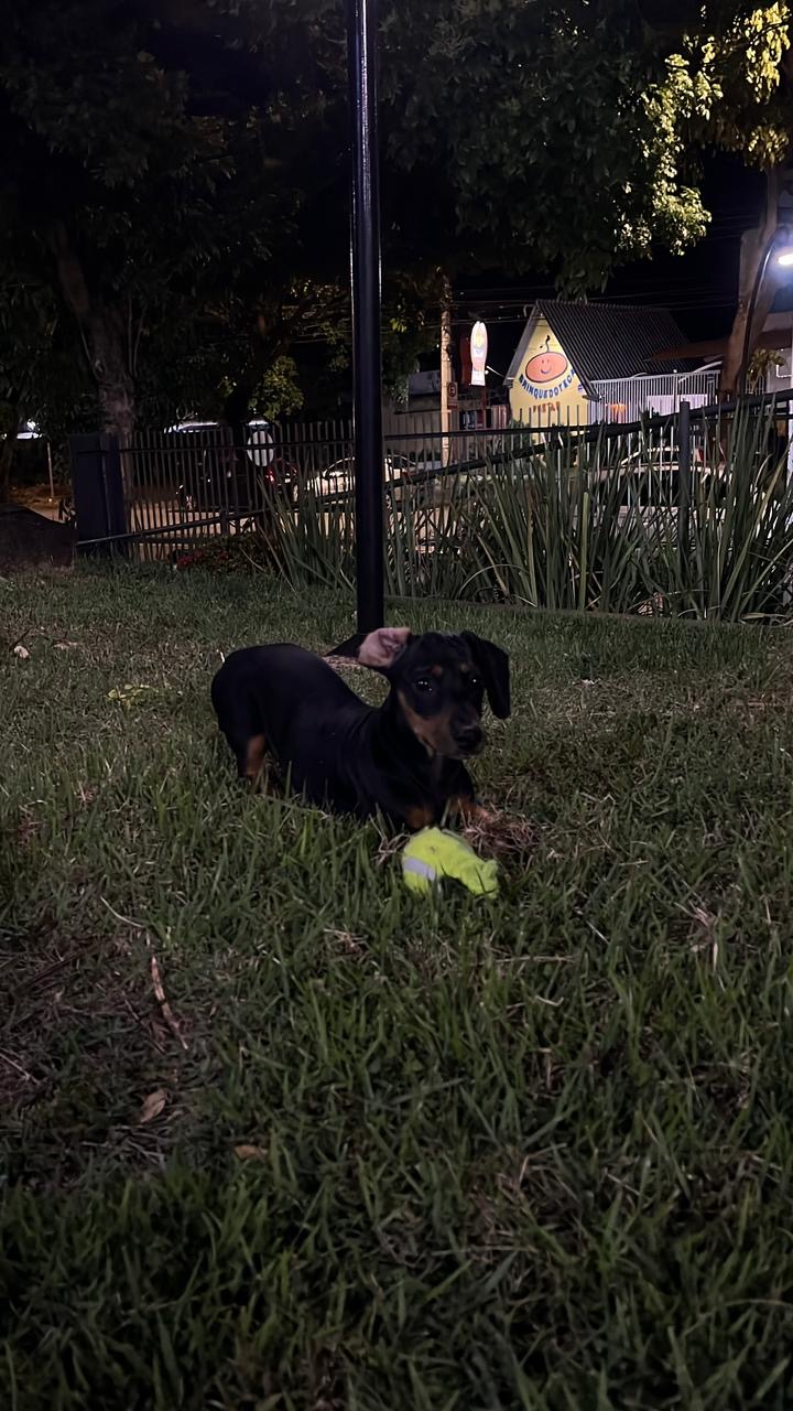 Dashchund  - Foto 1