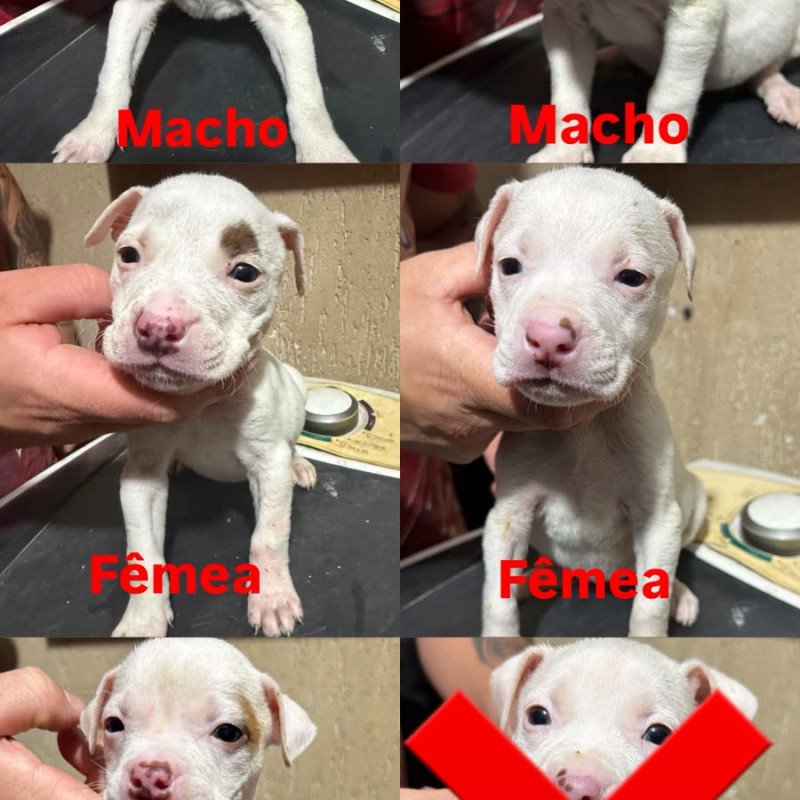 Filhotes de Pitbull ótima linhagem, pais no local!!! - Foto 1