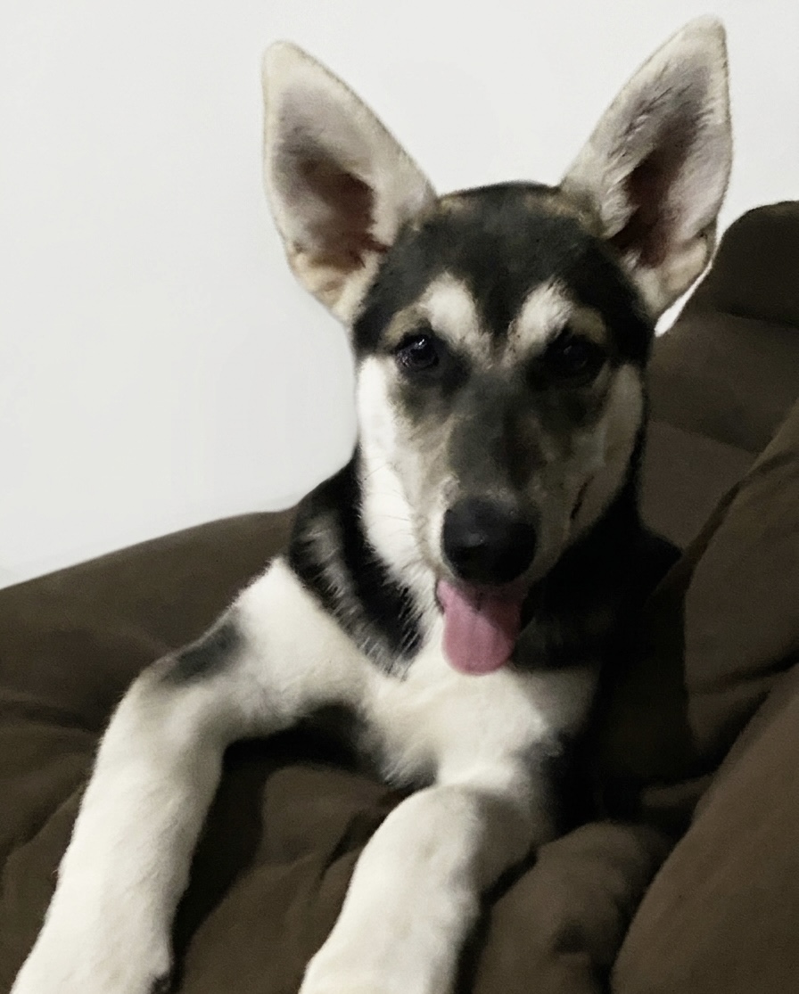 Vende-se filhote de pastor com husky - Foto 1