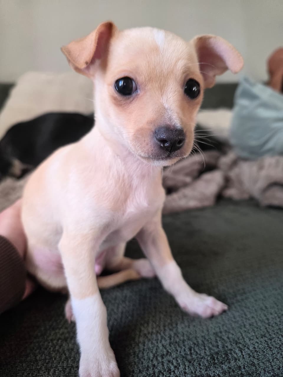 PINSCHER  - Foto 4