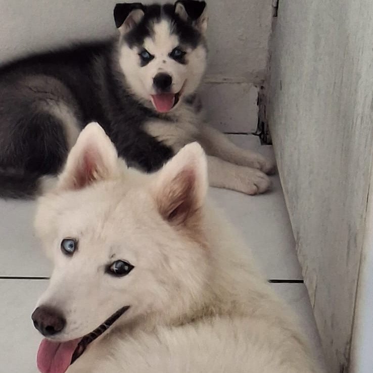 Filhotes husky siberiano - Foto 2