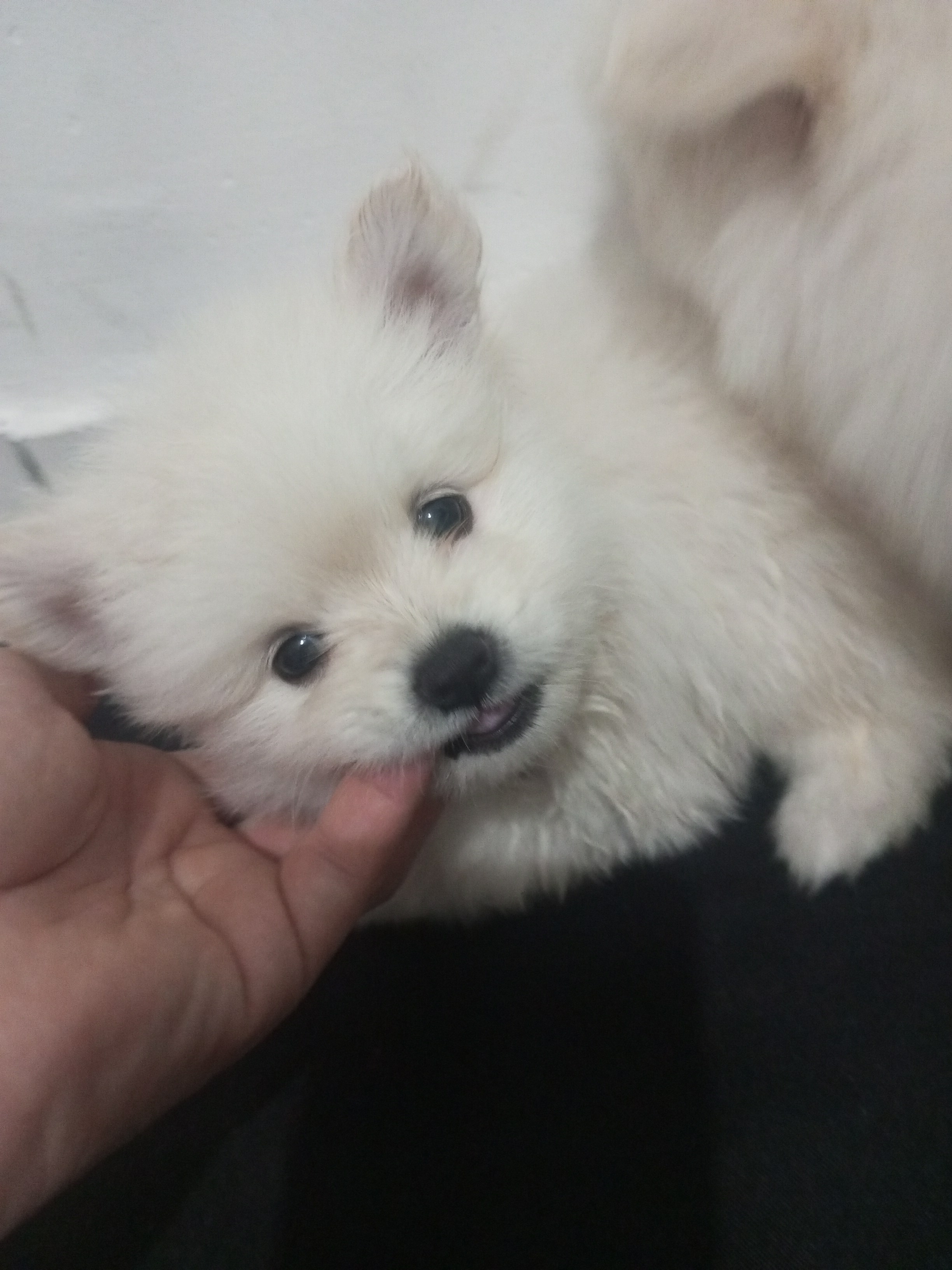 Spitz Alemão - Foto 3