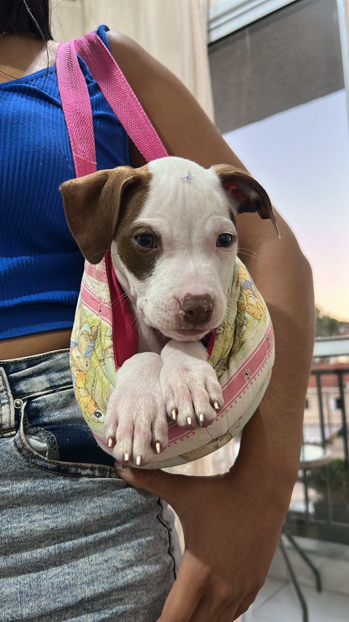 Filhote de Pitbull American Bully - Foto 2