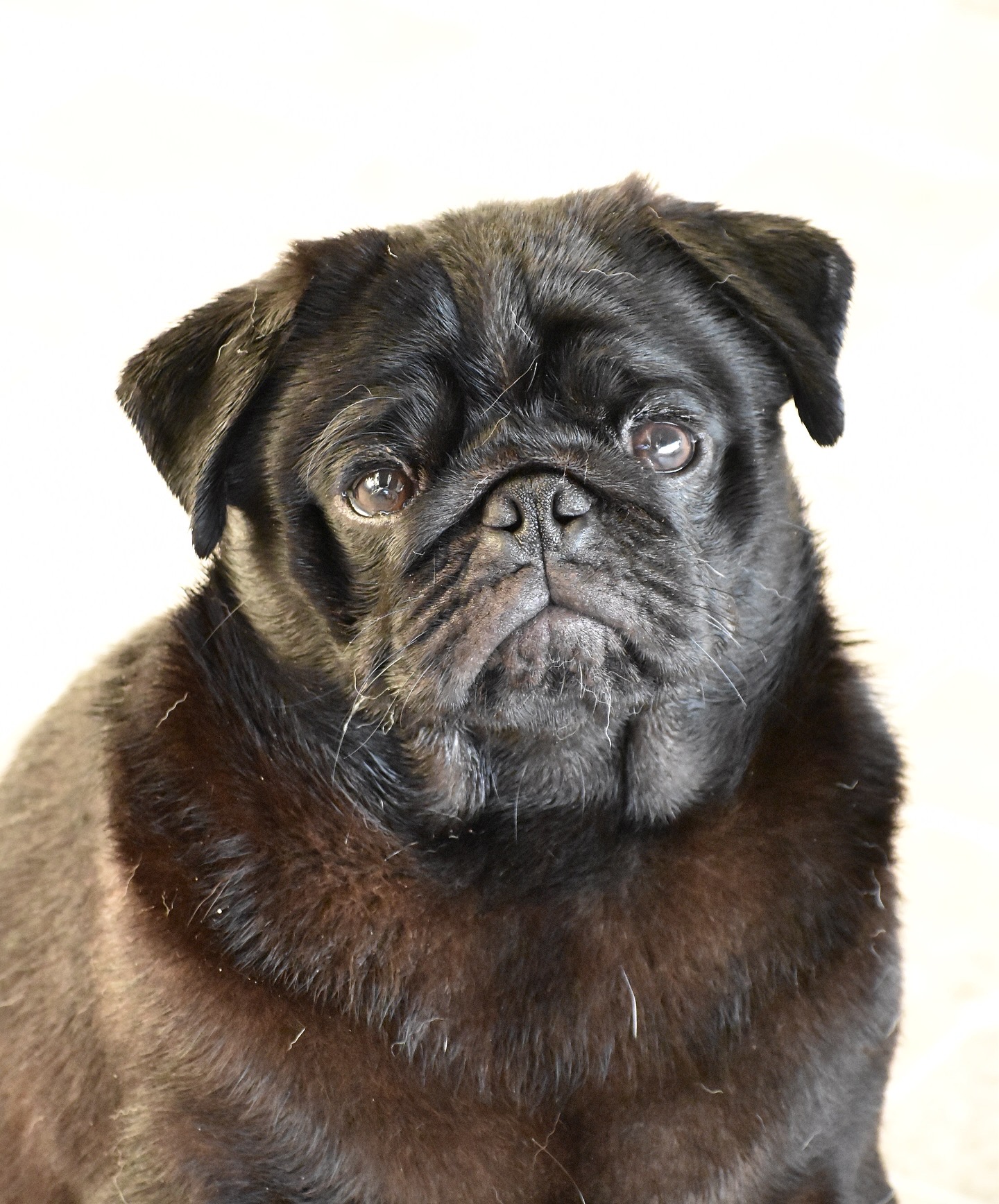Filhote pug preto  - Foto 2