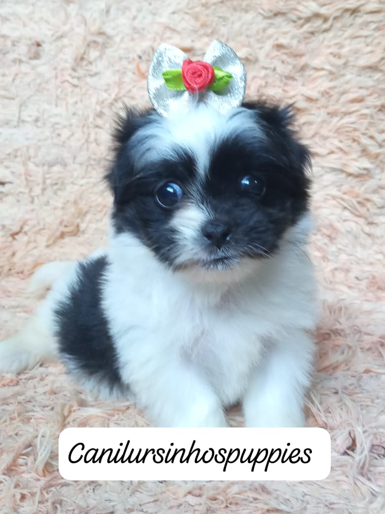 Lhasa Apso - Foto 2