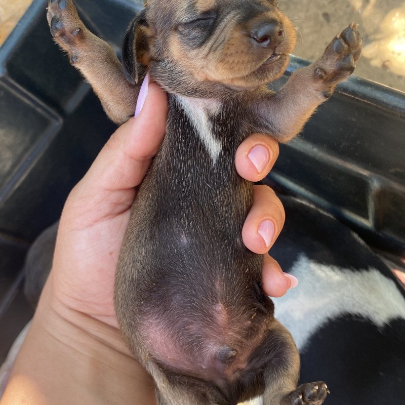 Lindos filhote basset - Foto 4