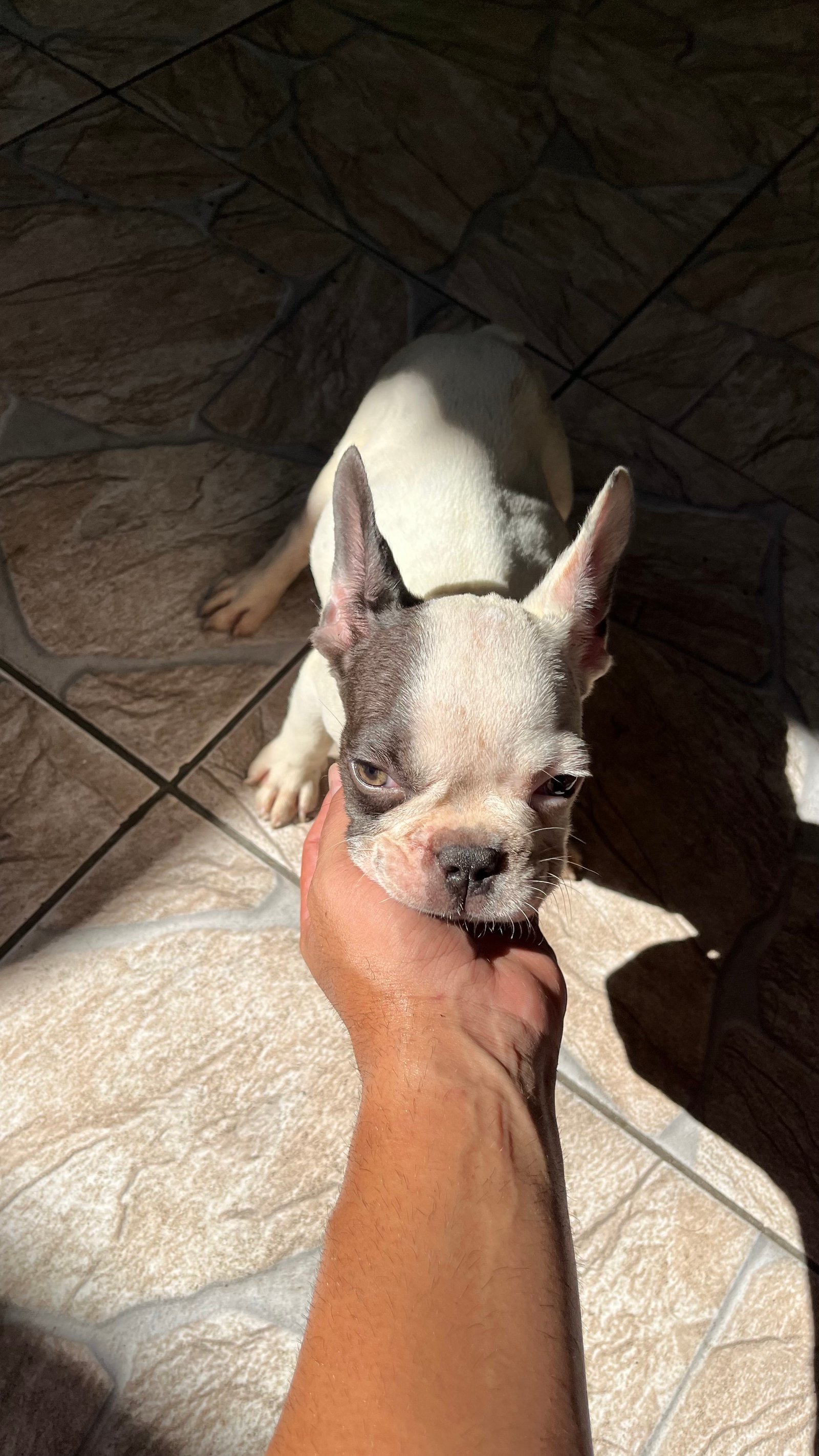 Buldogue francês merle  - Foto 4