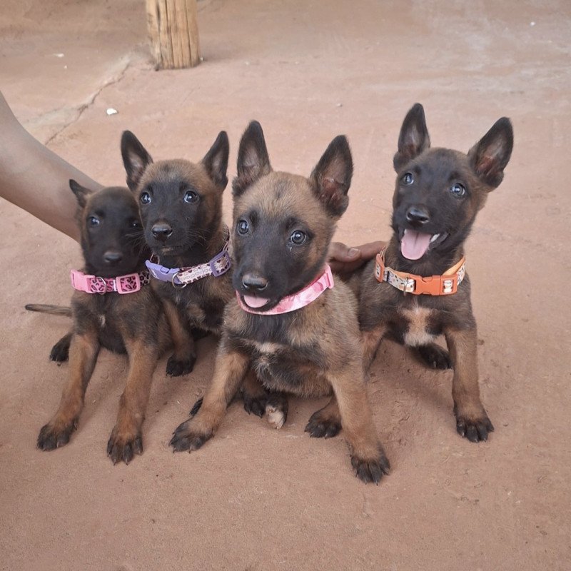 Filhotes Pastor Belga Malinois - Foto 1