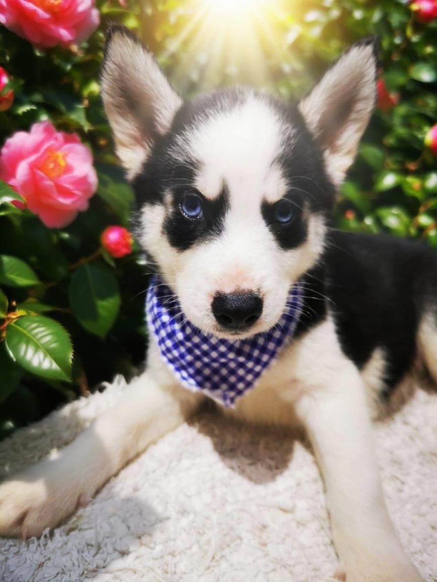Husky Siberiano - Foto 3