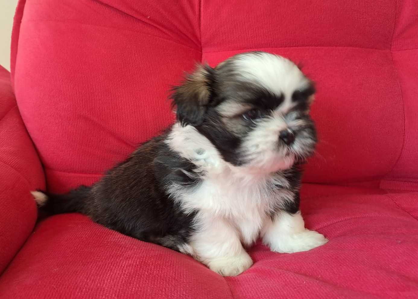 Shih Tzu - Foto 2