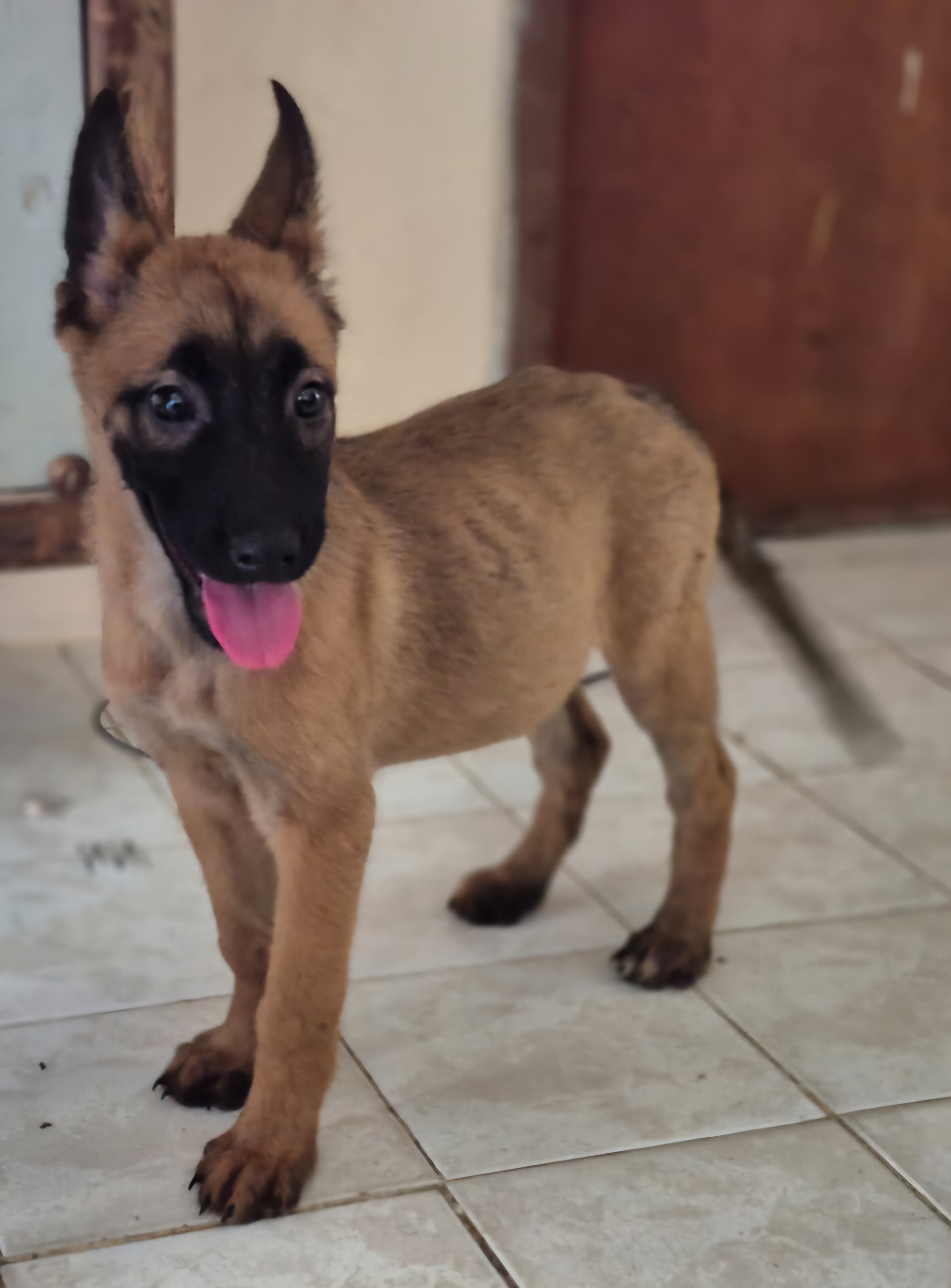 Filhote Pastor Belga Malinois Fêmea  - Foto 1