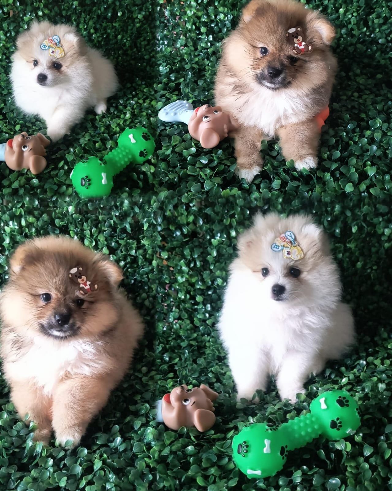Vendo lindos filhotes de Spitz alemão macho já vacinado com vacina v10 importada com pedigree cbk opcional aceito cartão com ha taxas de juros com o cliente bem peludo alegres whatszap 7198387-6867 - Foto 1
