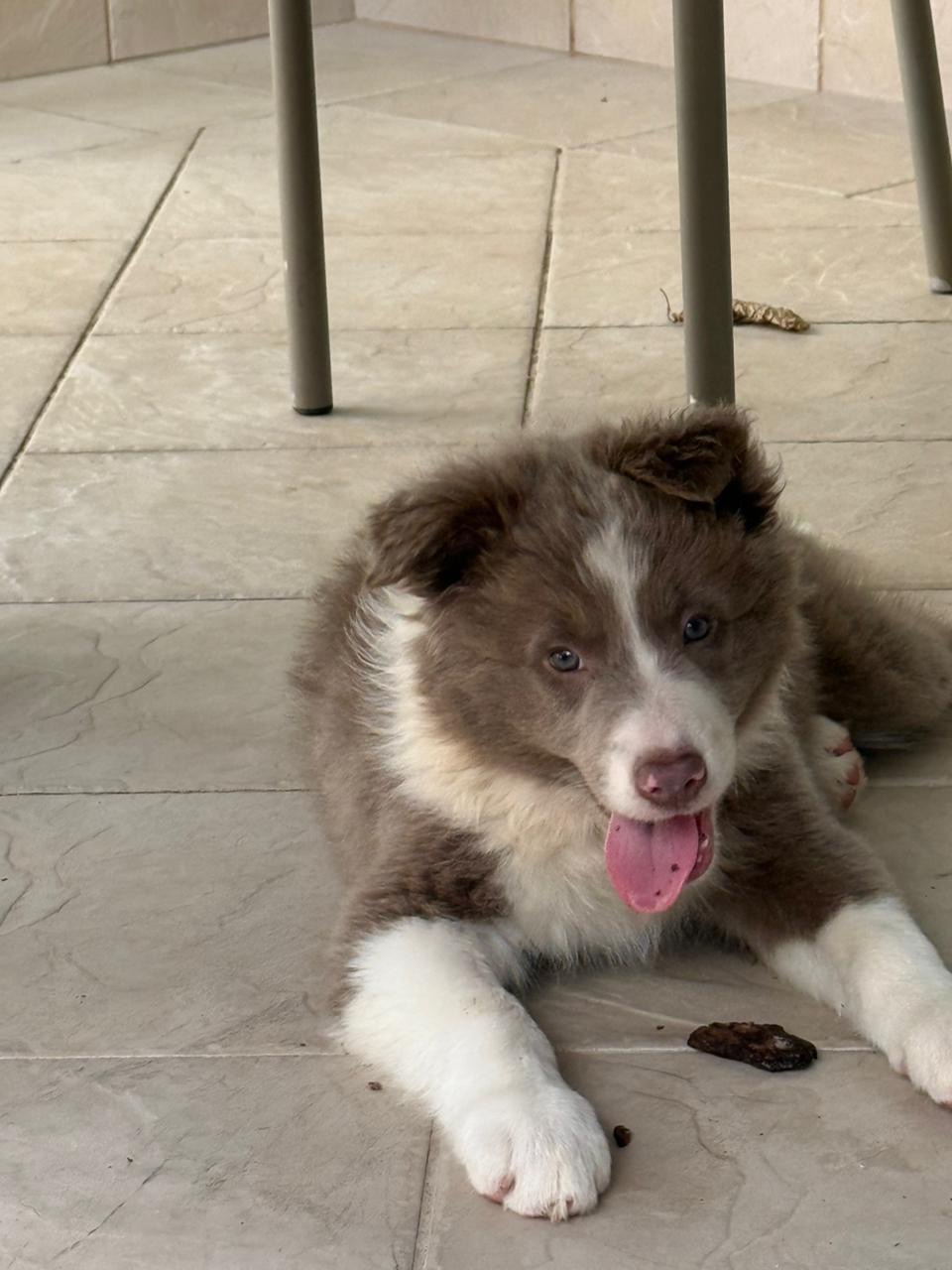 Border Collie - Foto 2