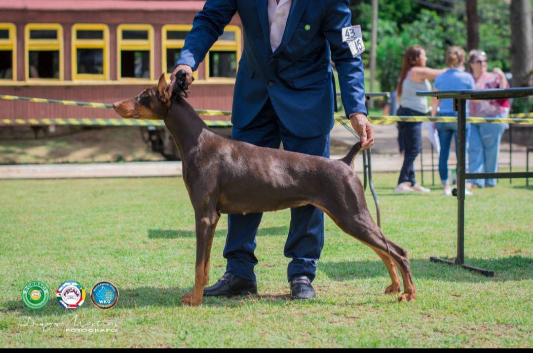 FILHOTES DOBERMANN - Foto 1