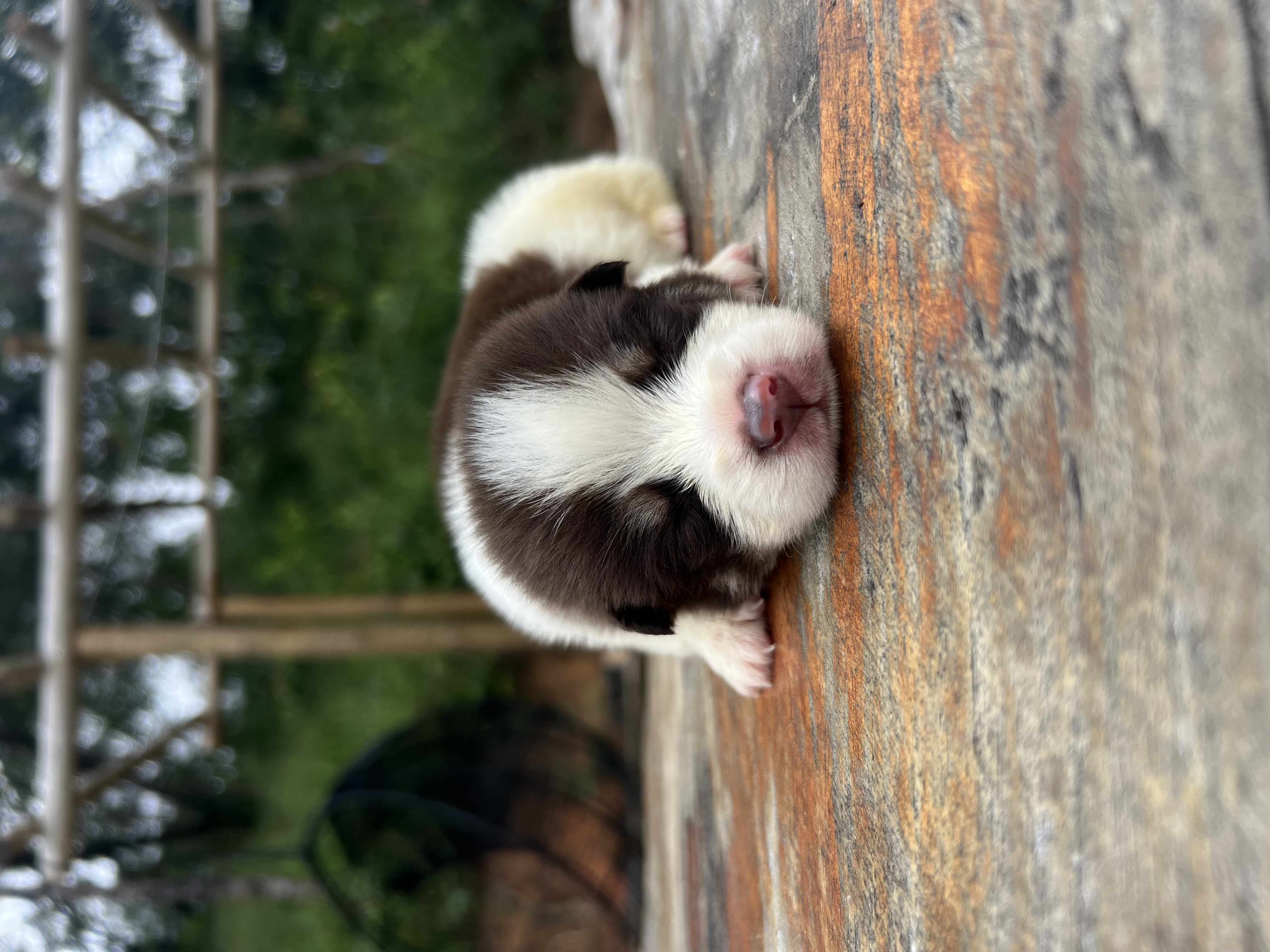 Husky Siberiano - Foto 1