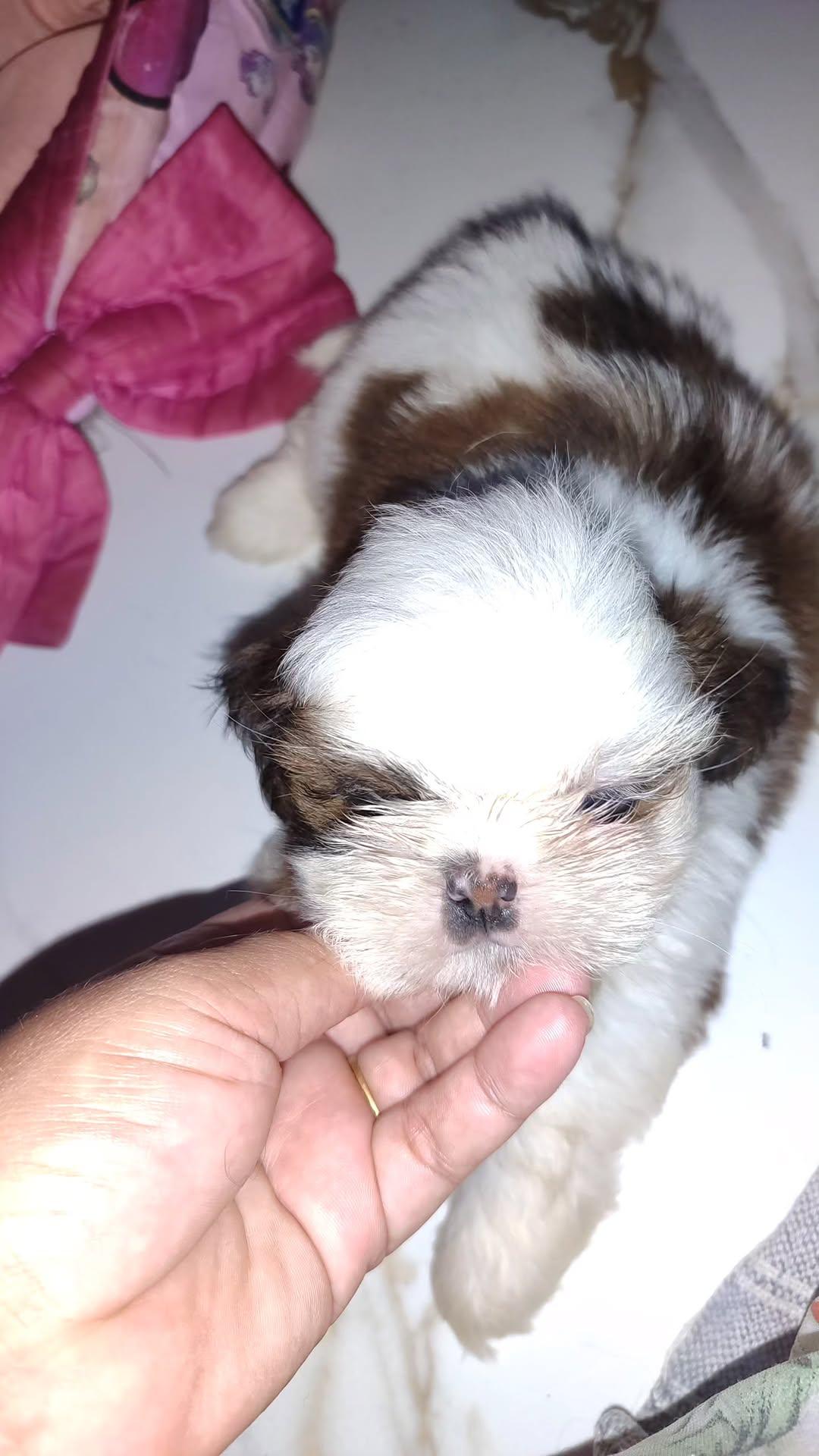 Shih Tzu - Foto 1