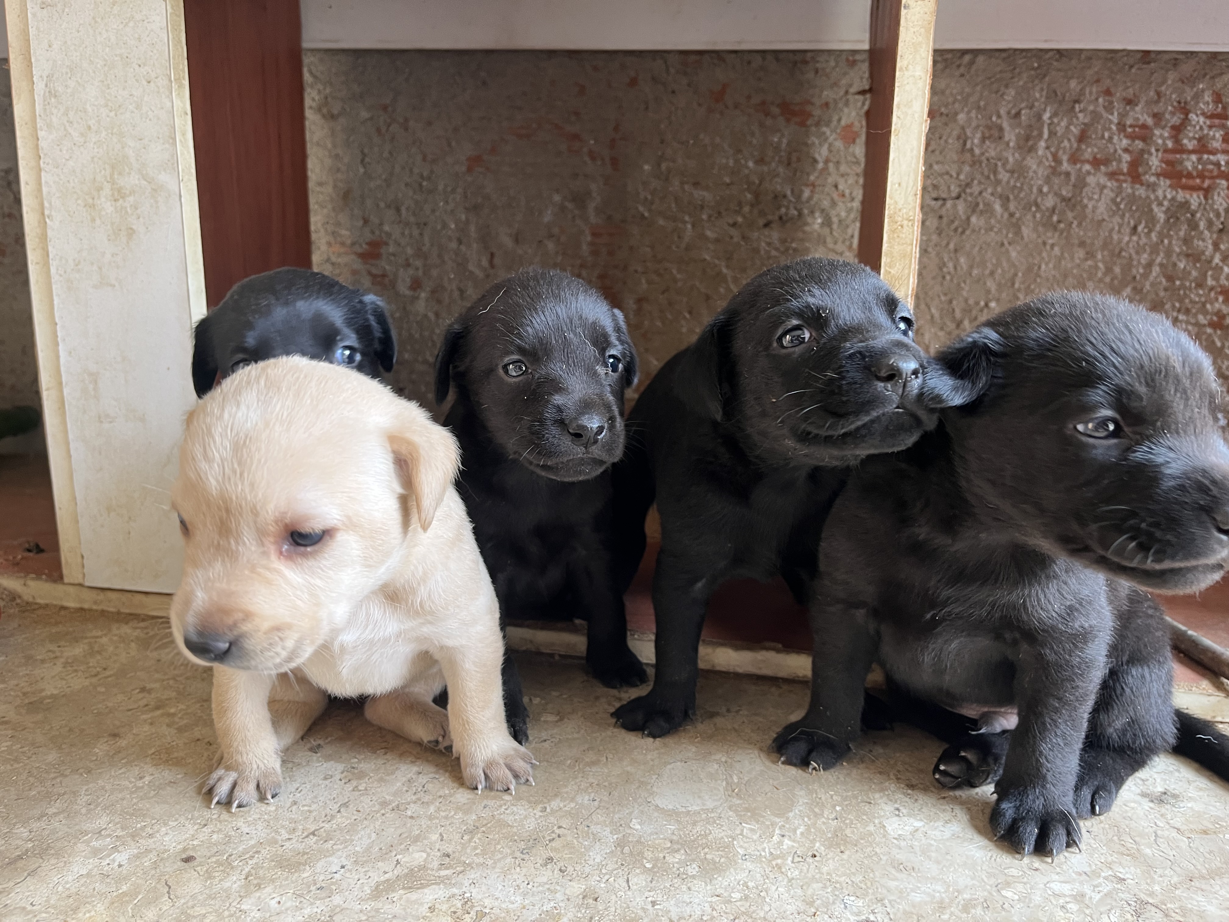 Labrador puro Juiz de Fora  - Foto 1