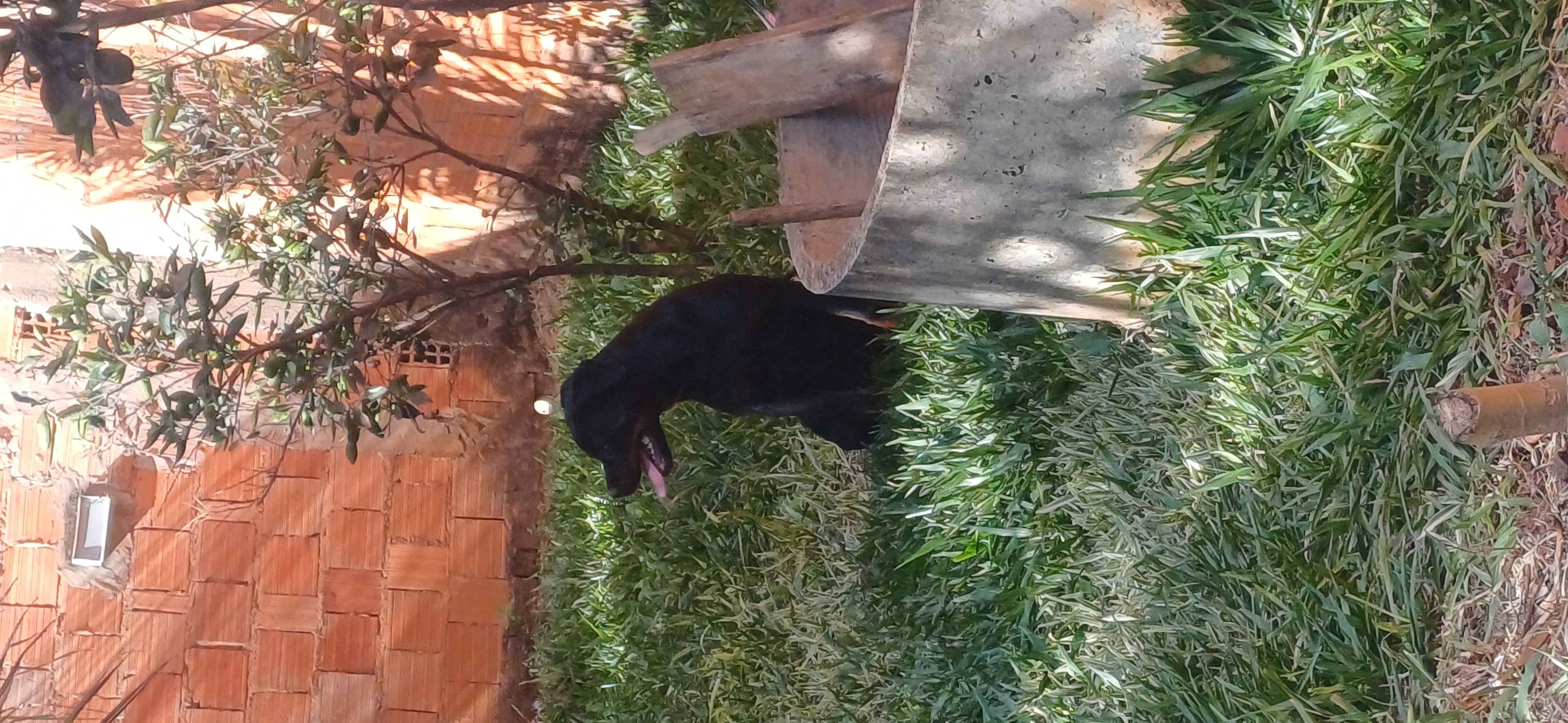 Rottweiler 8 meses - Foto 2
