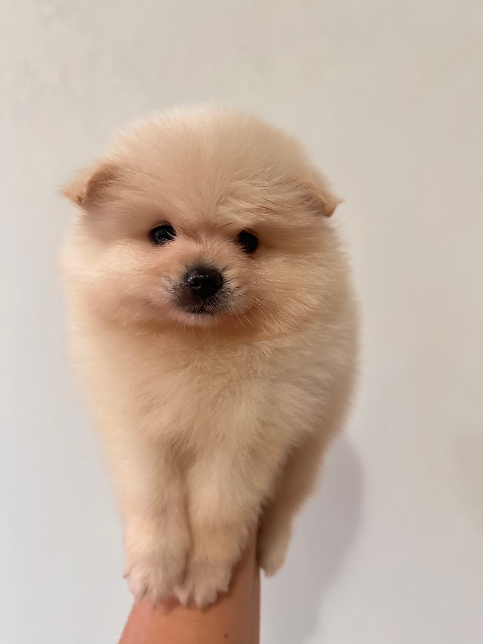 Spitz alemão anao (Lulu da pomerania) - Foto 1