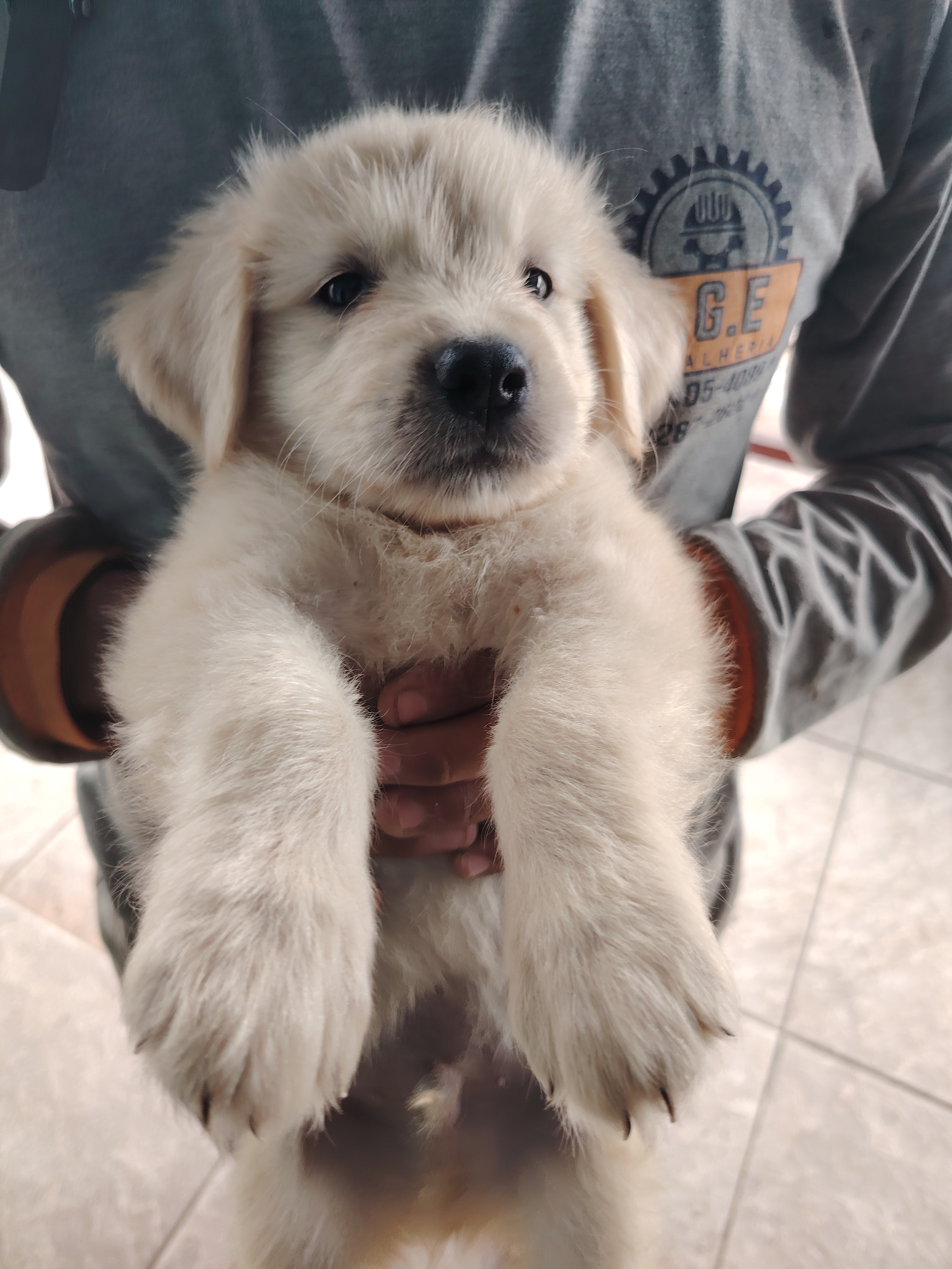 Golden Retriever - Foto 1