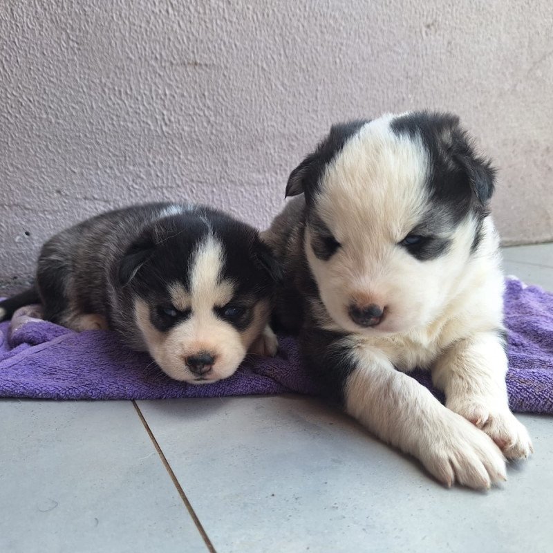 Lindos filhotes de Husky Siberiano - Foto 4