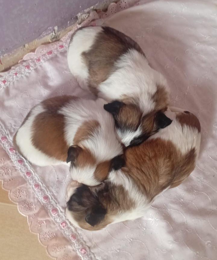 Filhotes de Shih Tzu  - Foto 1
