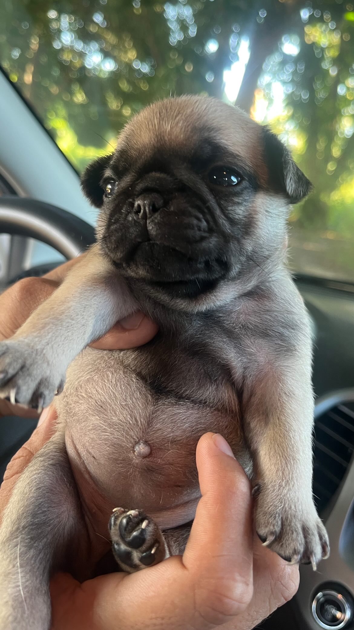 Pug - Foto 2