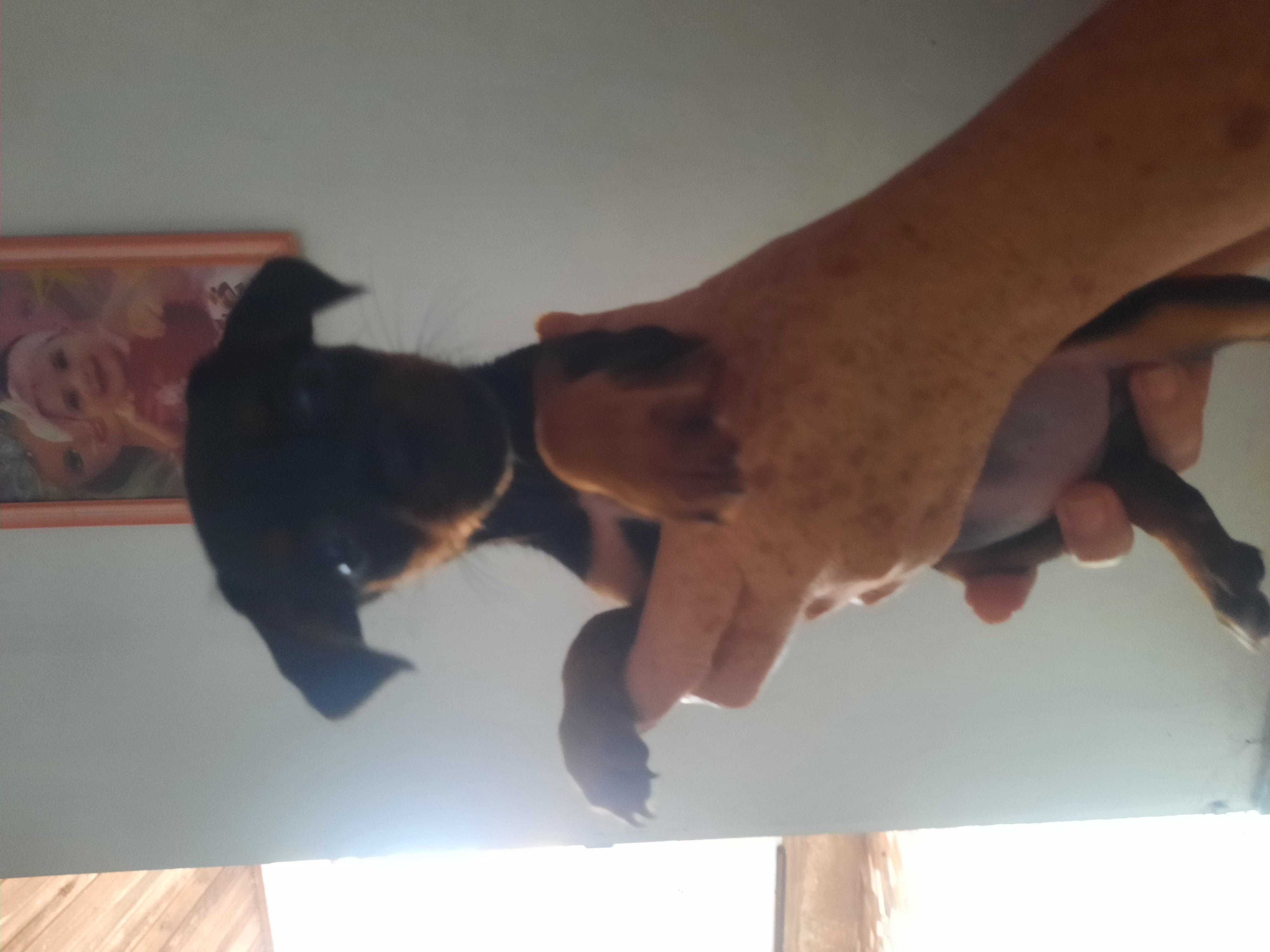 Pinscher Número 2 - Foto 1