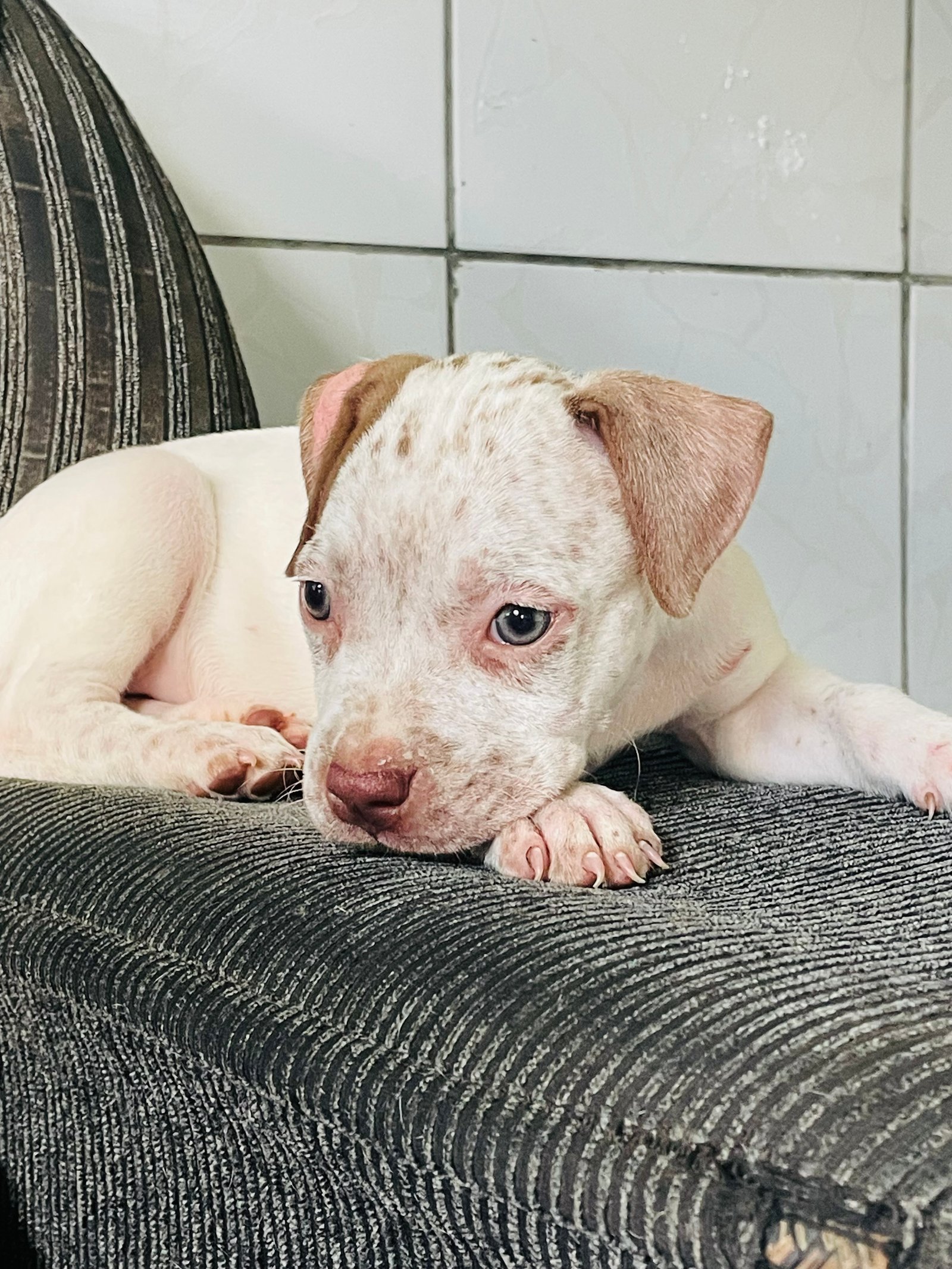 Filhote de Pitbull  - Foto 1