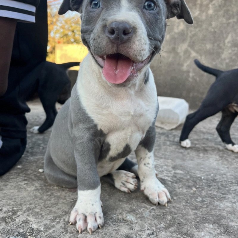 Lindas fêmeas de American bully - Foto 3
