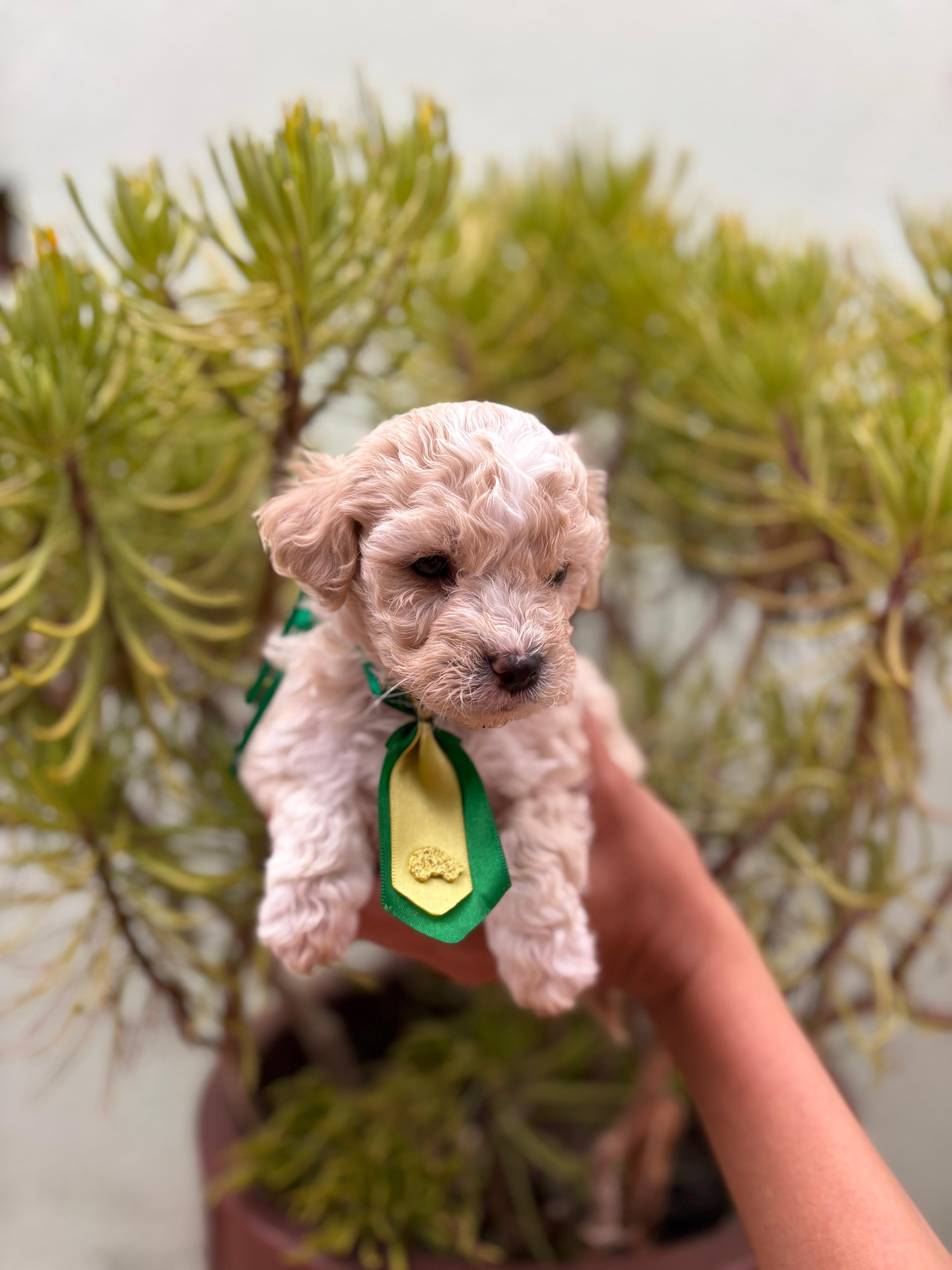 Poodle - Foto 1