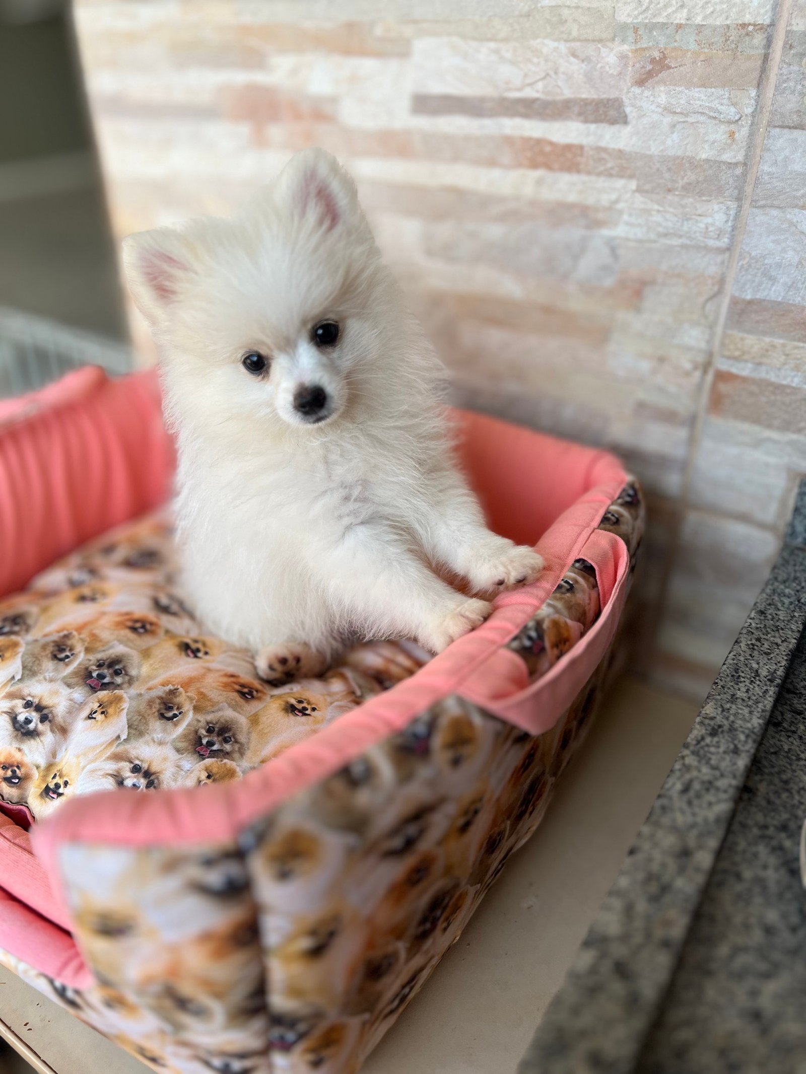 Vendo filhote de Spitz alemão,macho e fêmea  - Foto 1