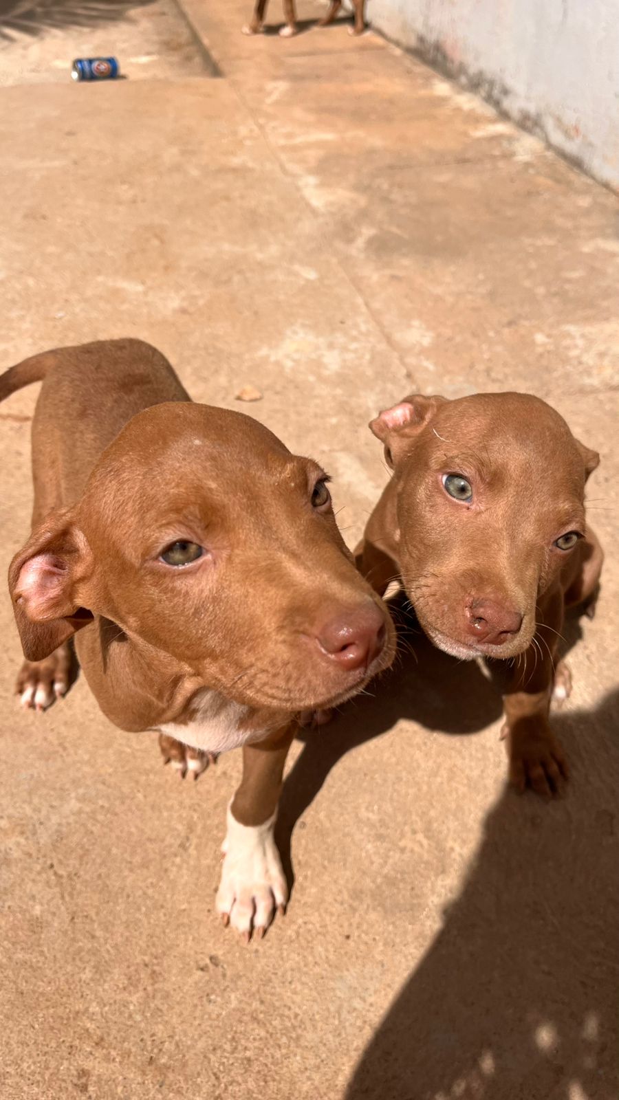 Vende-se filhote de pitbull - Foto 1