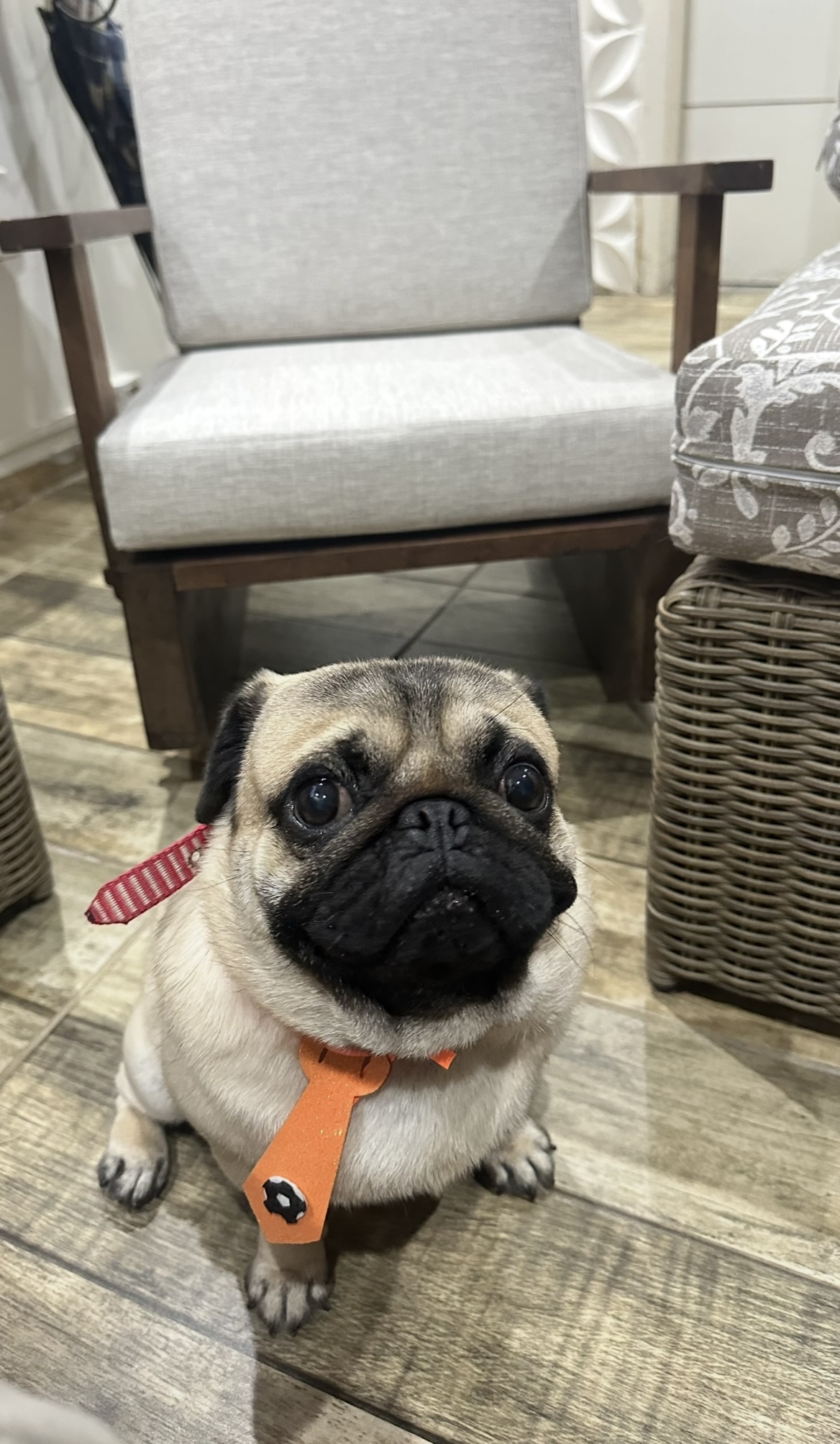 Pug com pedigree 2 anos Cobro de 500 a 600, podemos negociar valor qualquer coisa. - Foto 3
