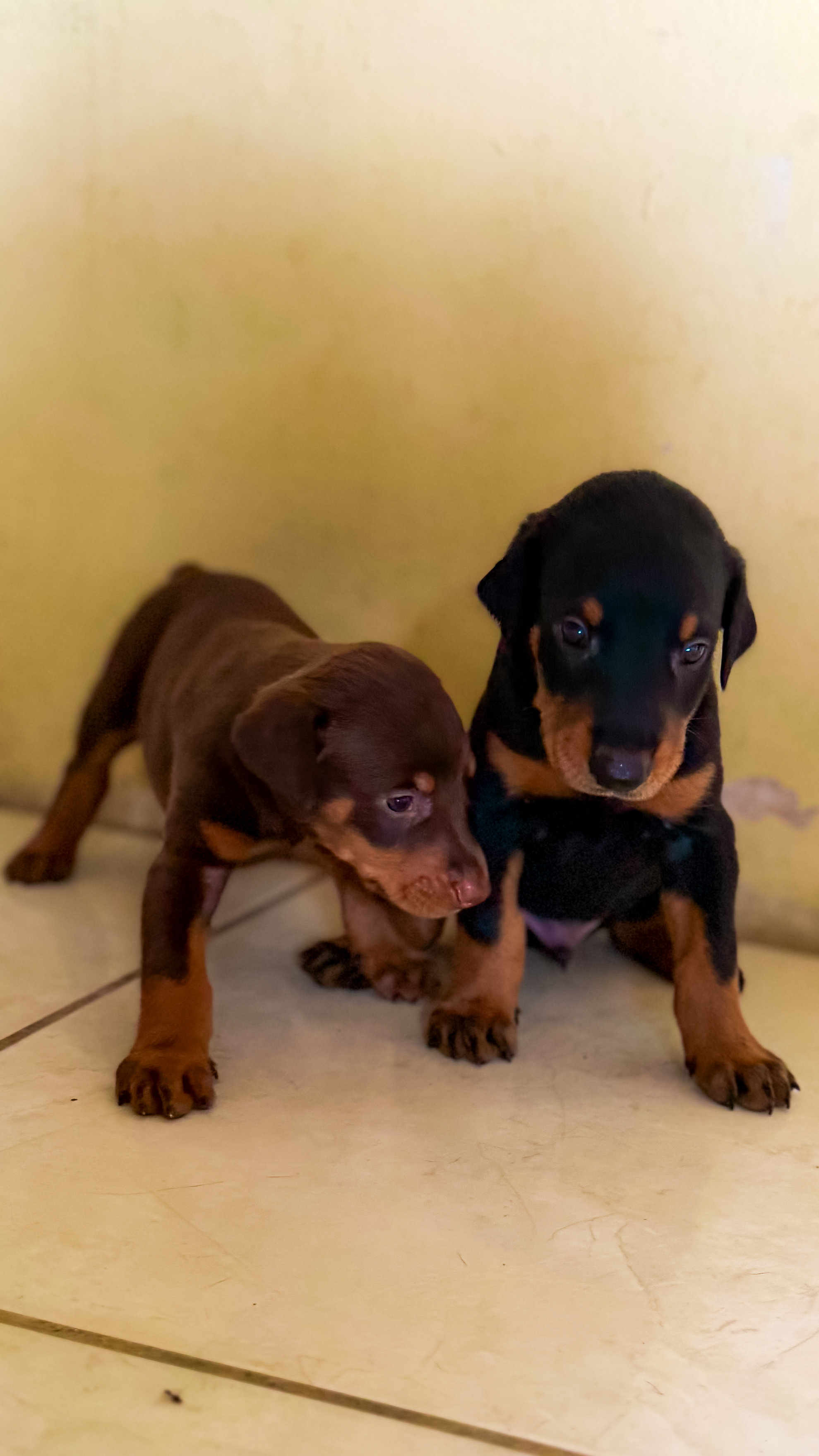 Filhotes Doberman - Foto 1