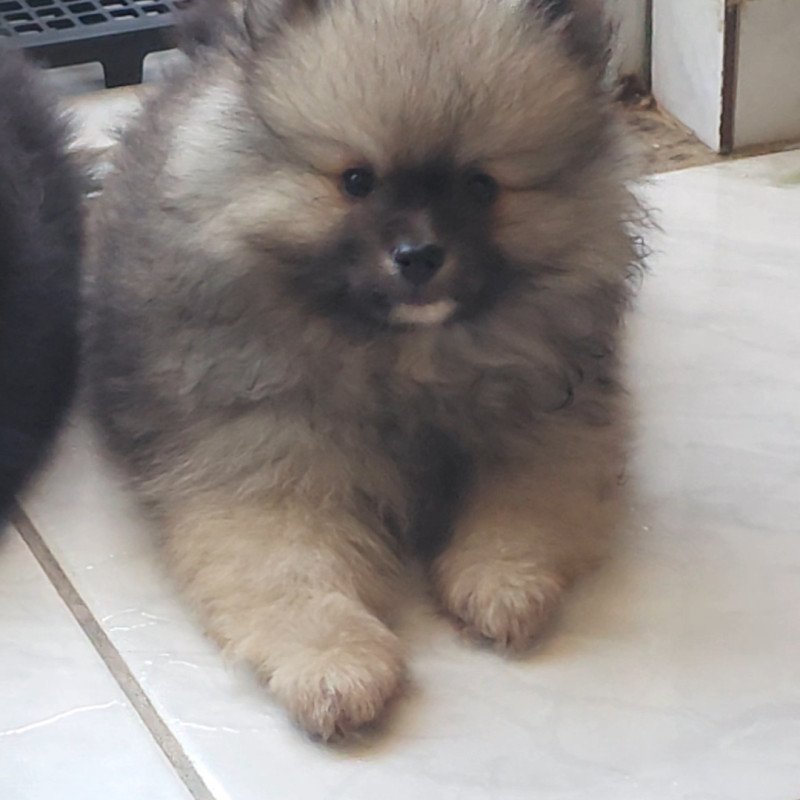 Filhote Spitz Alemão - Foto 3