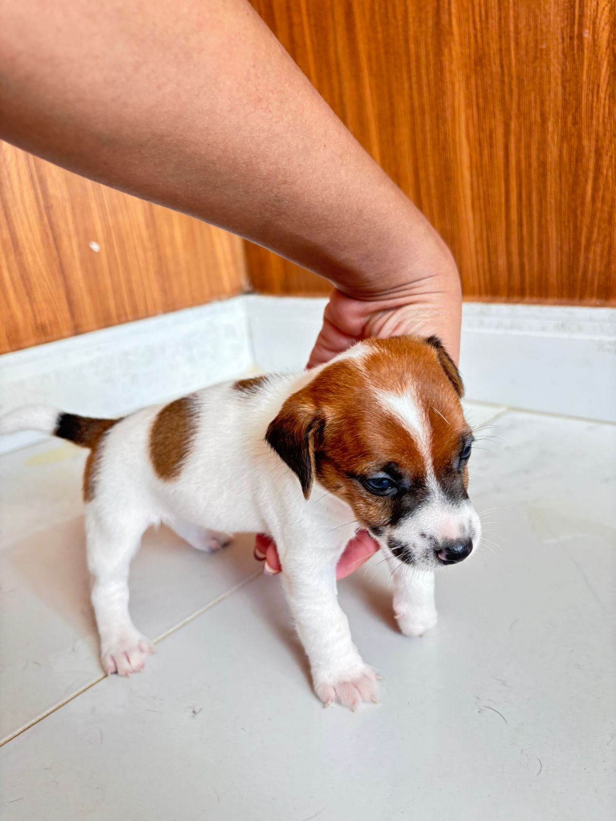 Jack Russel Terrier - Foto 3