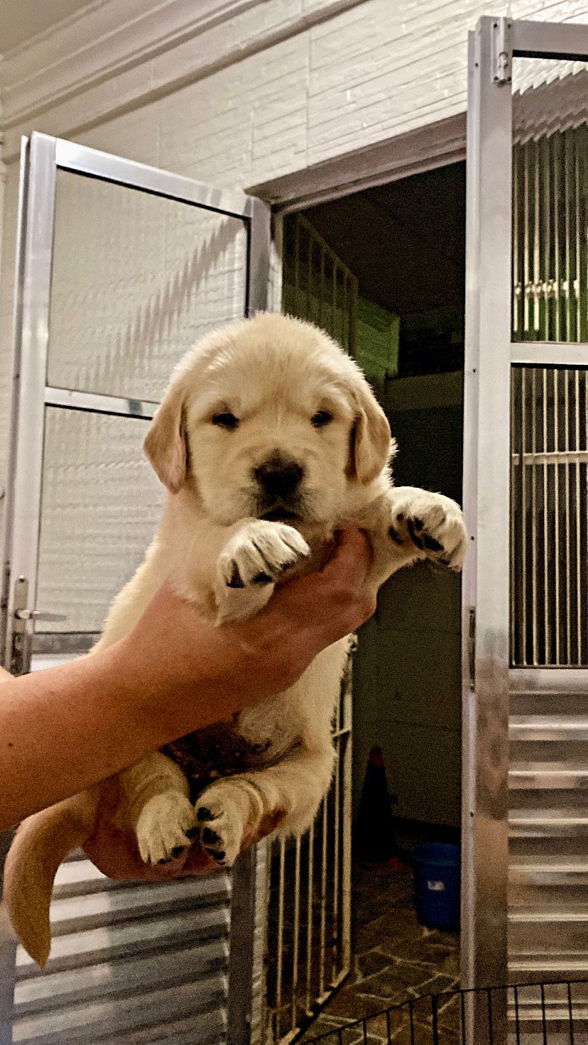 Filhote Golden Retriever  - Foto 2